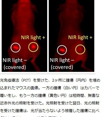 米国立衛生研究所のチームが考案した光線療法、マウスの癌細胞を標的として破壊の画像