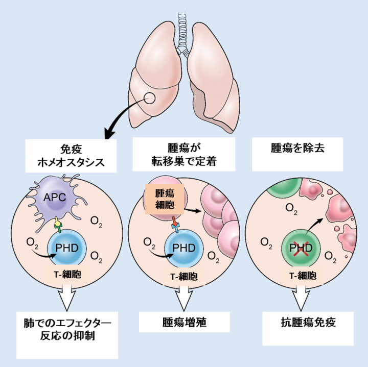 がん免疫療法は、酸素により損なわれる可能性がマウス実験で示唆の画像