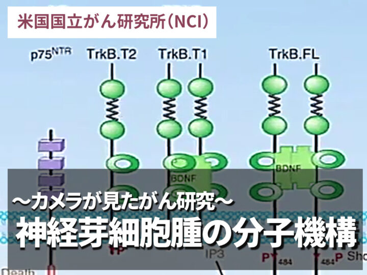 カメラが見たがん研究：神経芽細胞腫の分子機構の画像